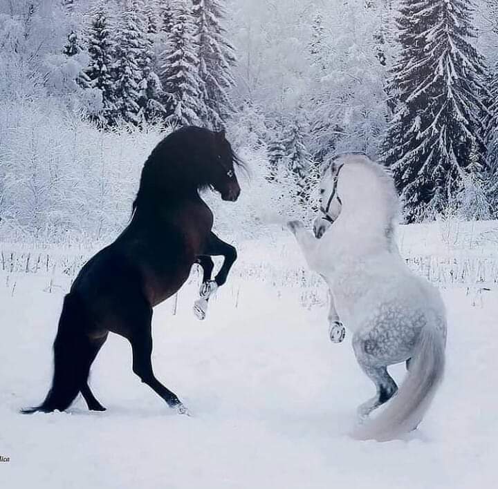 ���� �����_yDhwV